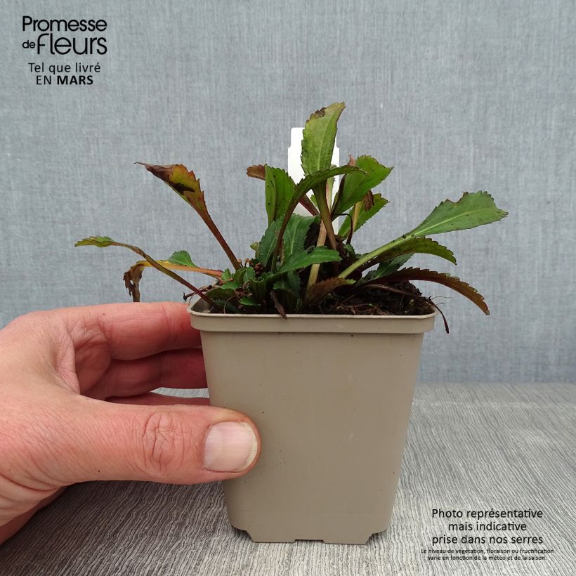 Margarita Reina Real Neat - Leucanthemum superbum Maceta de 8/9 cm Ejemplar entregado en invierno