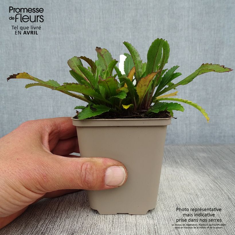 Margarita Reina Real Neat - Leucanthemum superbum Maceta de 8/9 cm Ejemplar entregado en la primavera