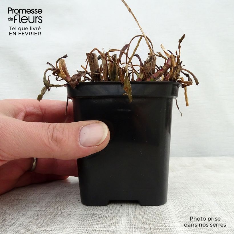 Margarita Reina Shapcott Gossamer - Leucanthemum superbum Maceta de 8/9 cm Ejemplar entregado en invierno