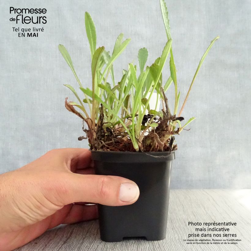 Margarita Reina Shapcott Gossamer - Leucanthemum superbum Maceta de 8/9 cm Ejemplar entregado en la primavera