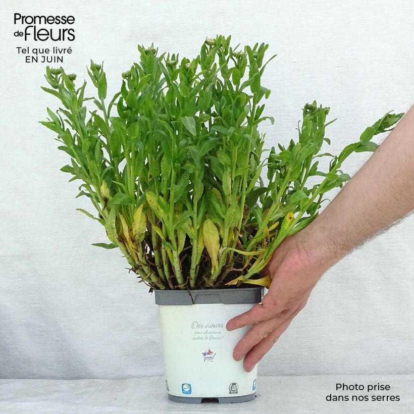 Ejemplar de Leucanthemum Snow Lady - Margarita mayor Maceta 2L/3L entregado en verano