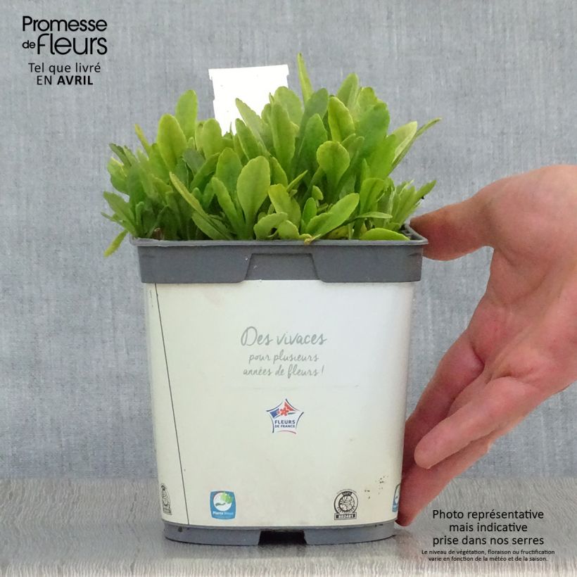 Leucanthemum Snow Lady - Margarita mayor Maceta 2L/3L Ejemplar entregado en la primavera