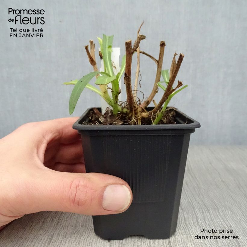 Margarita Reina Victorian Secret - Leucanthemum superbum Maceta de 8/9 cm Ejemplar entregado en invierno