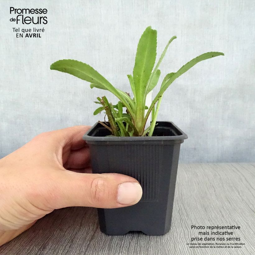 Margarita Reina Victorian Secret - Leucanthemum superbum Maceta de 8/9 cm Ejemplar entregado en la primavera