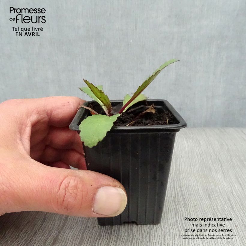 Margarita Reina Etoile d'Anvers - Leucanthemum superbum Maceta de 7/8 cm Ejemplar entregado en la primavera