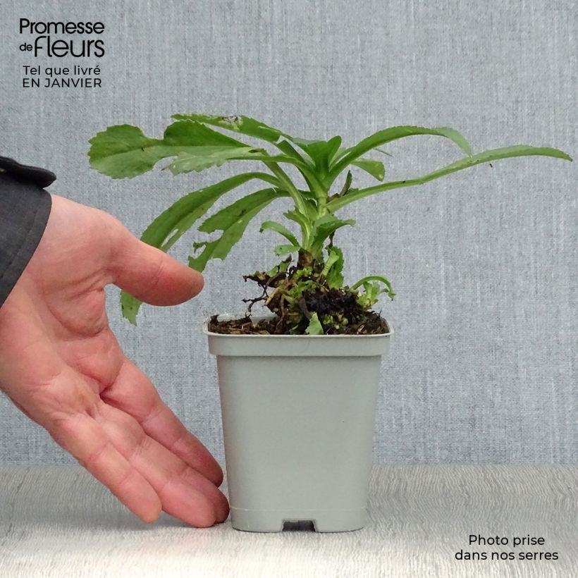 Margarita Reina Becky - Leucanthemum superbum Maceta de 8/9 cm Ejemplar entregado en invierno