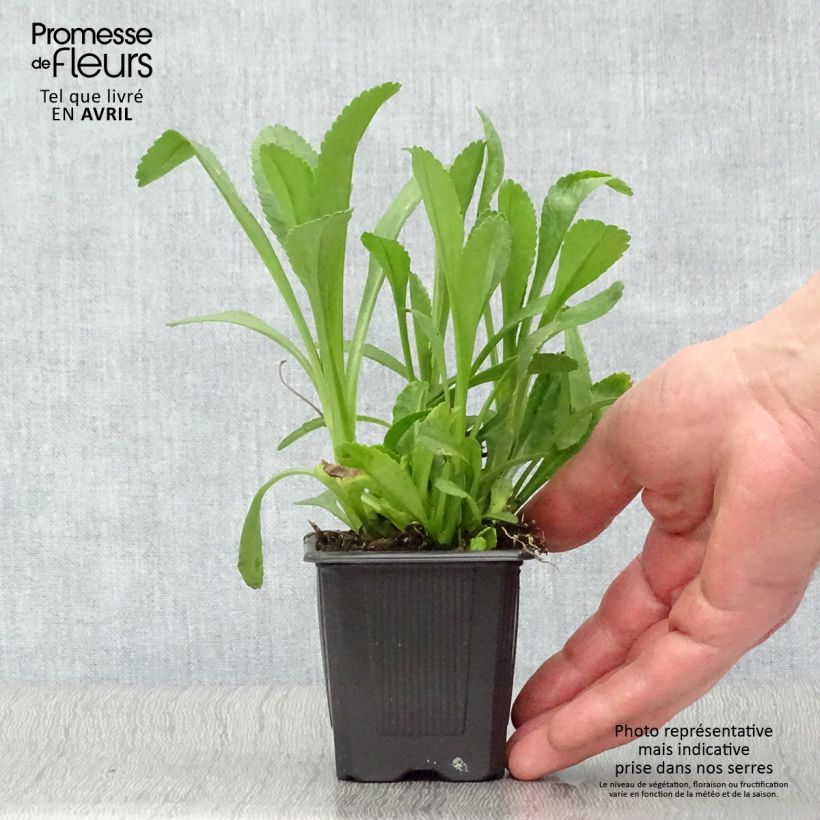 Margarita Reina Becky - Leucanthemum superbum Maceta de 8/9 cm Ejemplar entregado en la primavera