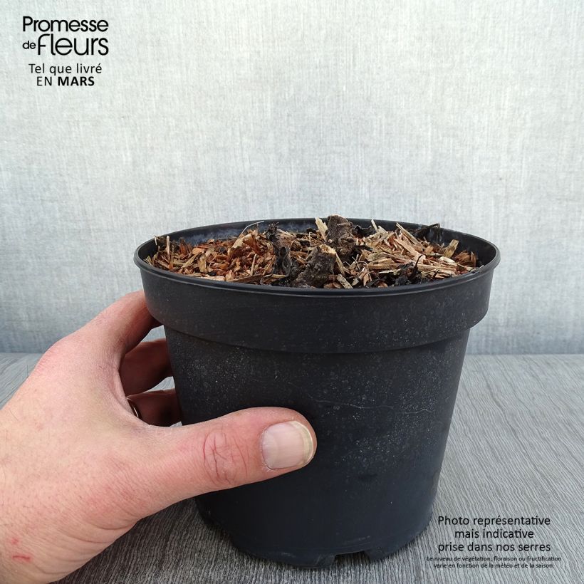 Margarita Reina Becky - Leucanthemum superbum Maceta 2L/3L Ejemplar entregado en invierno