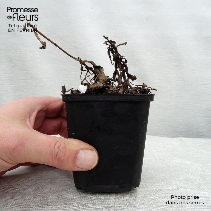 Margarita Reina Christine Hagemann - Leucanthemum superbum Maceta de 8/9 cm Ejemplar entregado en invierno