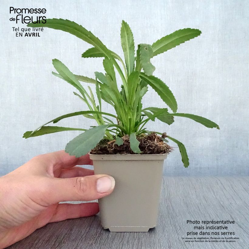 Margarita Reina Christine Hagemann - Leucanthemum superbum Maceta de 8/9 cm Ejemplar entregado en la primavera