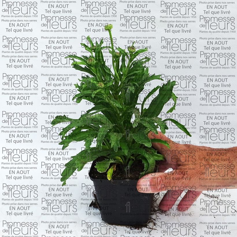 Ejemplo de ejemplar de Margarita Reina Engelina - Leucanthemum superbum Maceta de 8/9 cm tal y como se entrega