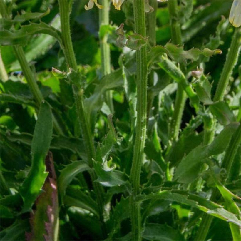 Margarita Reina Goldfinch - Leucanthemum superbum (Follaje)