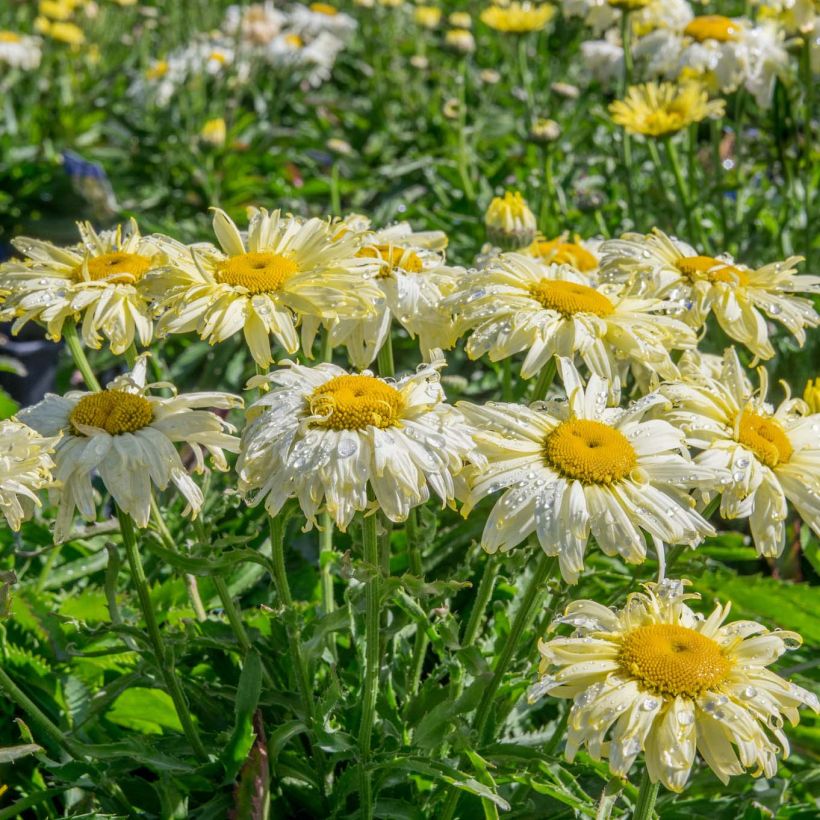 Margarita Reina Goldfinch - Leucanthemum superbum (Porte)