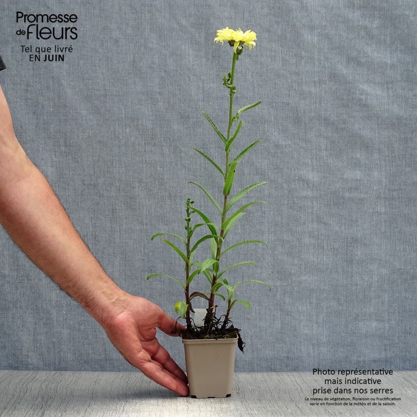 Ejemplar de Margarita Reina Goldfinch - Leucanthemum superbum Maceta de 8/9 cm entregado en verano