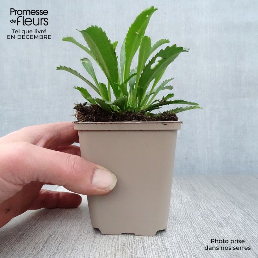 Margarita Reina Goldfinch - Leucanthemum superbum Maceta de 8/9 cm Ejemplar entregado en invierno