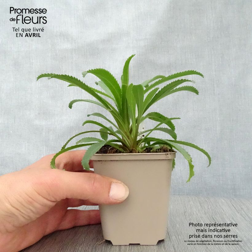 Margarita Reina Goldfinch - Leucanthemum superbum Maceta de 8/9 cm Ejemplar entregado en la primavera