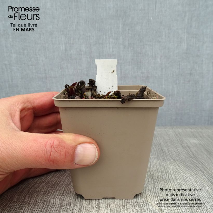 Margarita Reina Luna - Leucanthemum superbum Maceta de 8/9 cm Ejemplar entregado en invierno