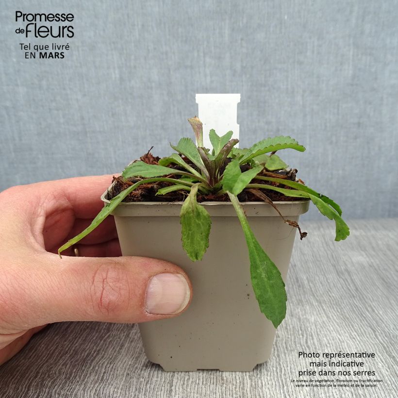 Margarita Reina Old Court - Leucanthemum superbum Maceta de 8/9 cm Ejemplar entregado en invierno