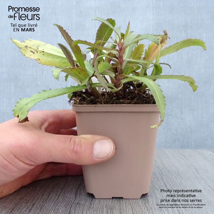 Margarita Reina Old Court - Leucanthemum superbum Maceta de 8/9 cm Ejemplar entregado en la primavera