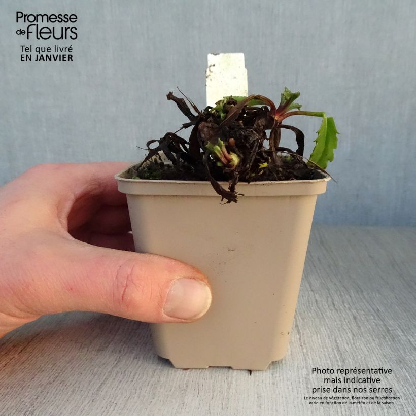 Margarita Reina Real Galaxy - Leucanthemum superbum Maceta de 8/9 cm Ejemplar entregado en invierno