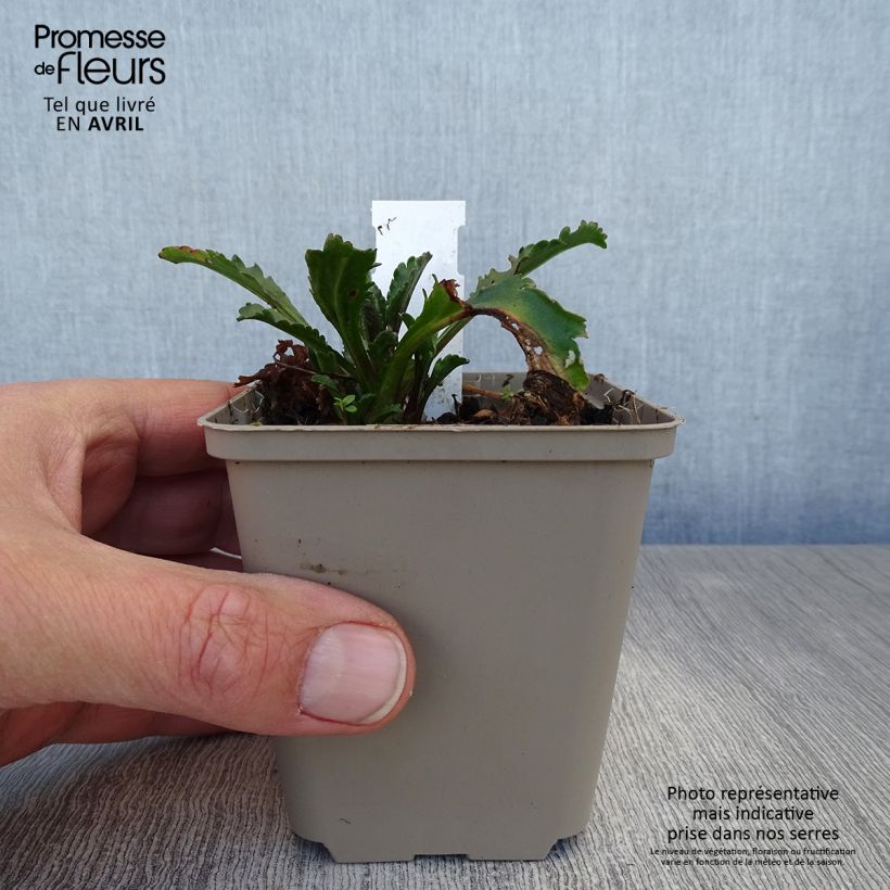 Margarita Reina Real Galaxy - Leucanthemum superbum Maceta de 8/9 cm Ejemplar entregado en la primavera