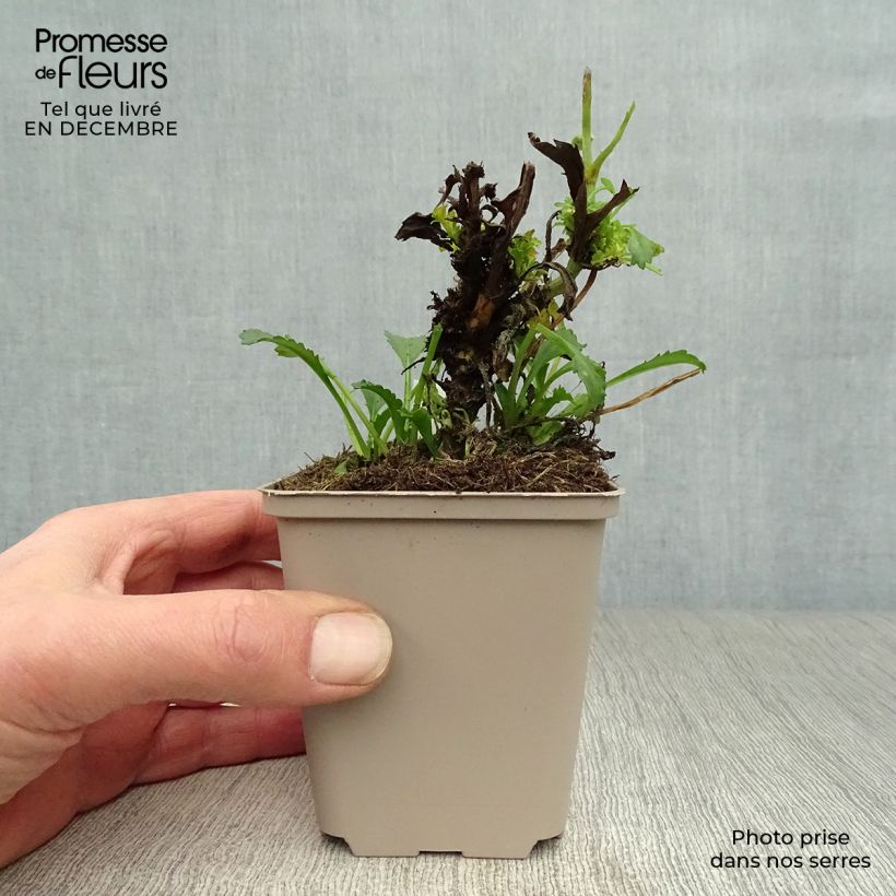 Margarita Reina Real Glory - Leucanthemum superbum Maceta de 8/9 cm Ejemplar entregado en invierno