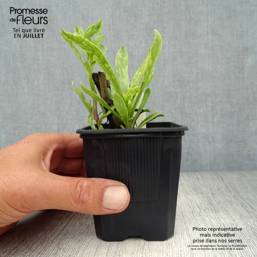 Ejemplar de Margarita Reina Sonnenschein - Leucanthemum superbum Maceta de 8/9 cm entregado en verano