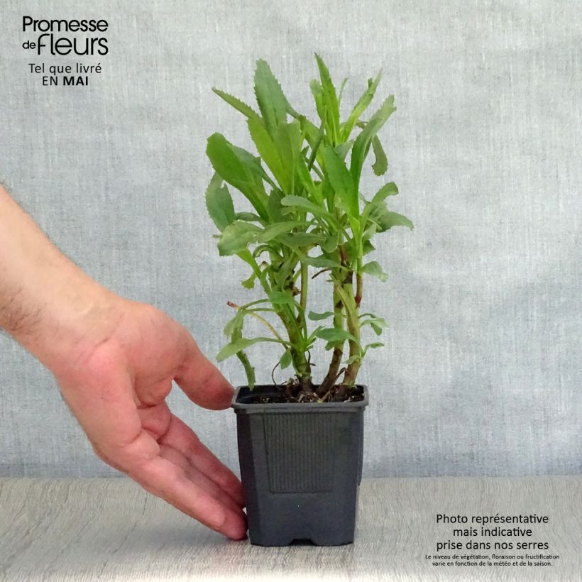 Margarita Reina Sonnenschein - Leucanthemum superbum Maceta de 8/9 cm Ejemplar entregado en la primavera