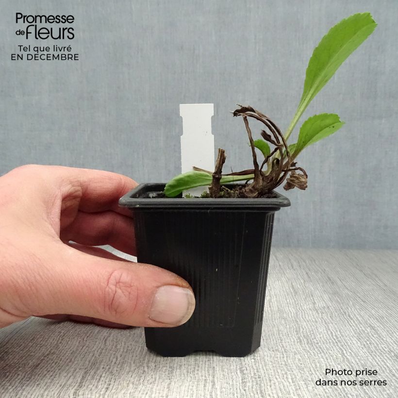 Margarita Reina Wirral Supreme - Leucanthemum superbum Maceta de 7/8 cm Ejemplar entregado en invierno