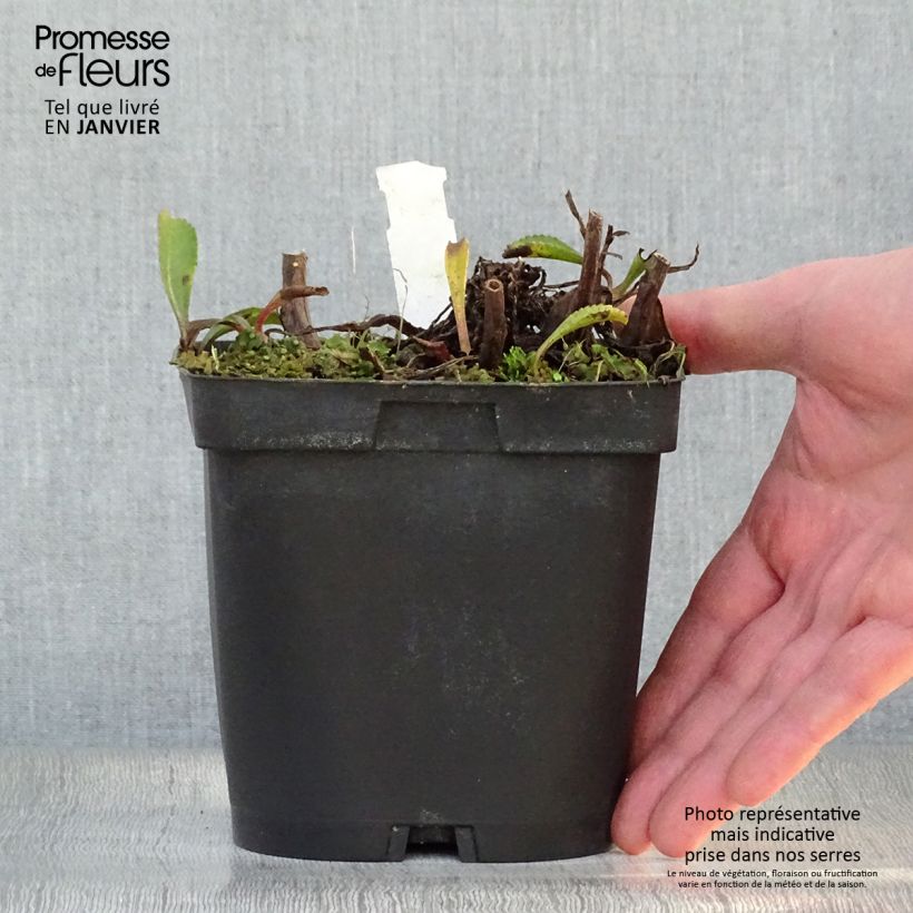 Margarita Reina Wirral Supreme - Leucanthemum superbum Maceta 2L/3L Ejemplar entregado en invierno