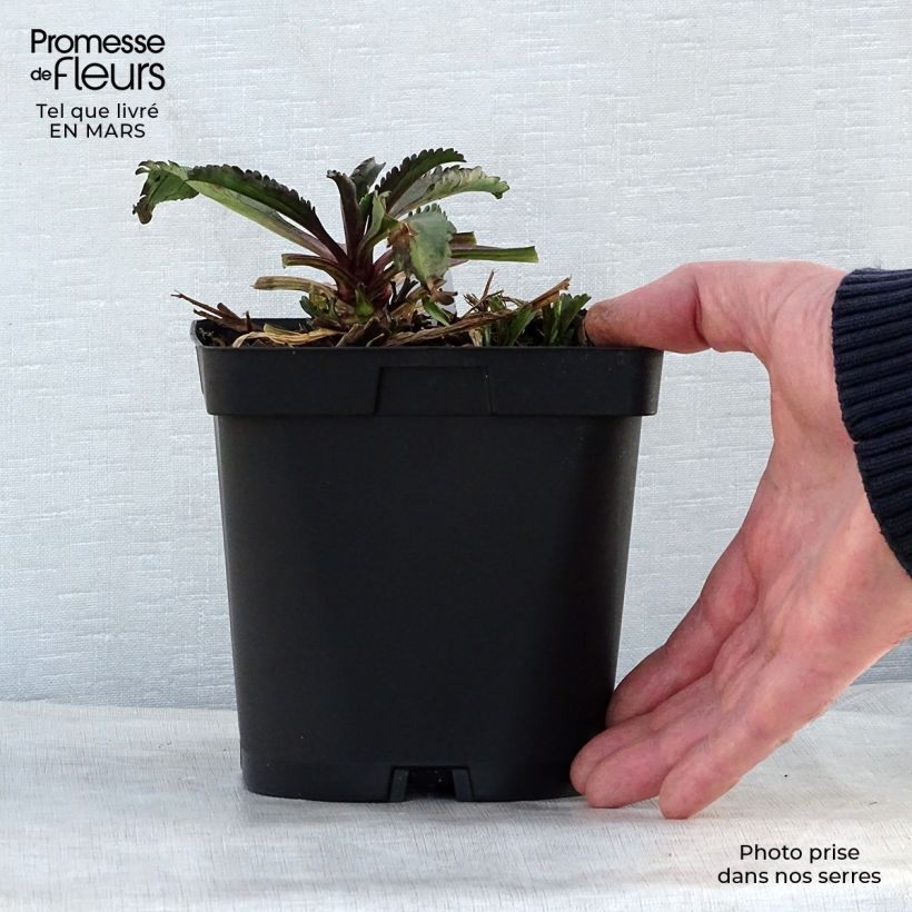 Margarita Reina Wirral Supreme - Leucanthemum superbum Maceta 2L/3L Ejemplar entregado en la primavera