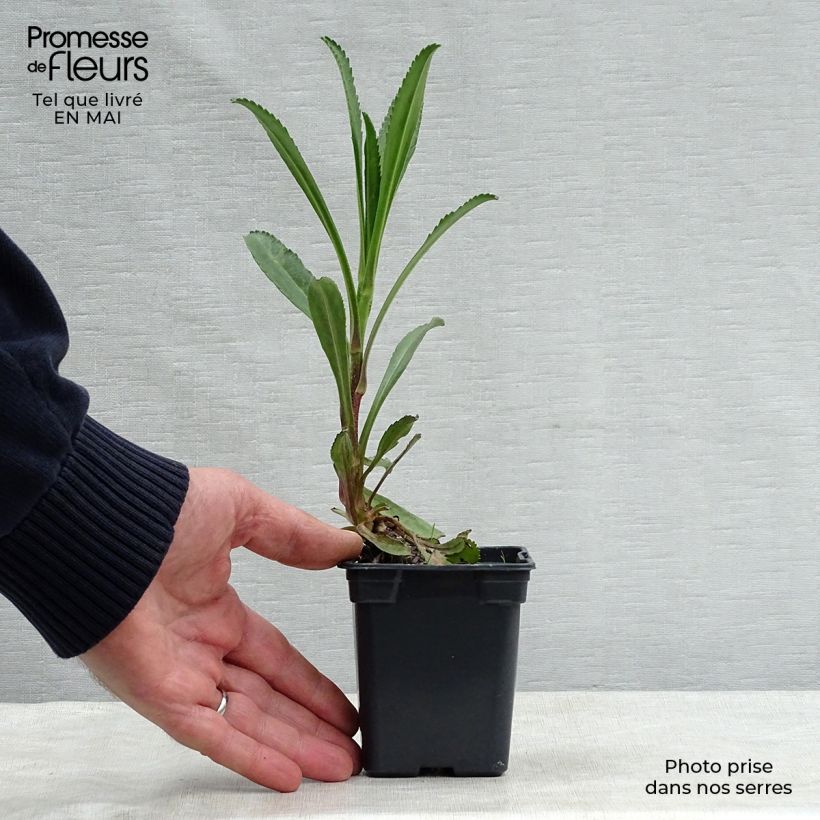 Margarita Reina Wirral Supreme - Leucanthemum superbum Maceta de 7/8 cm Ejemplar entregado en la primavera