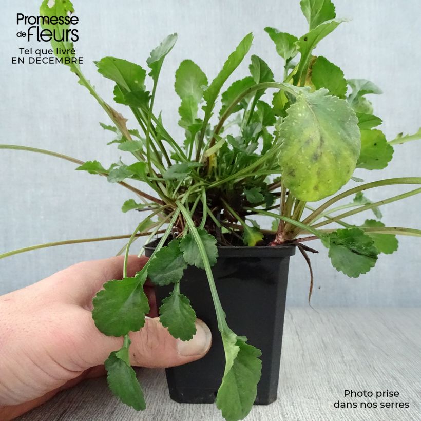 Leucanthemum vulgare Maikonigin - Margarita mayor Maceta de 8/9 cm Ejemplar entregado en invierno