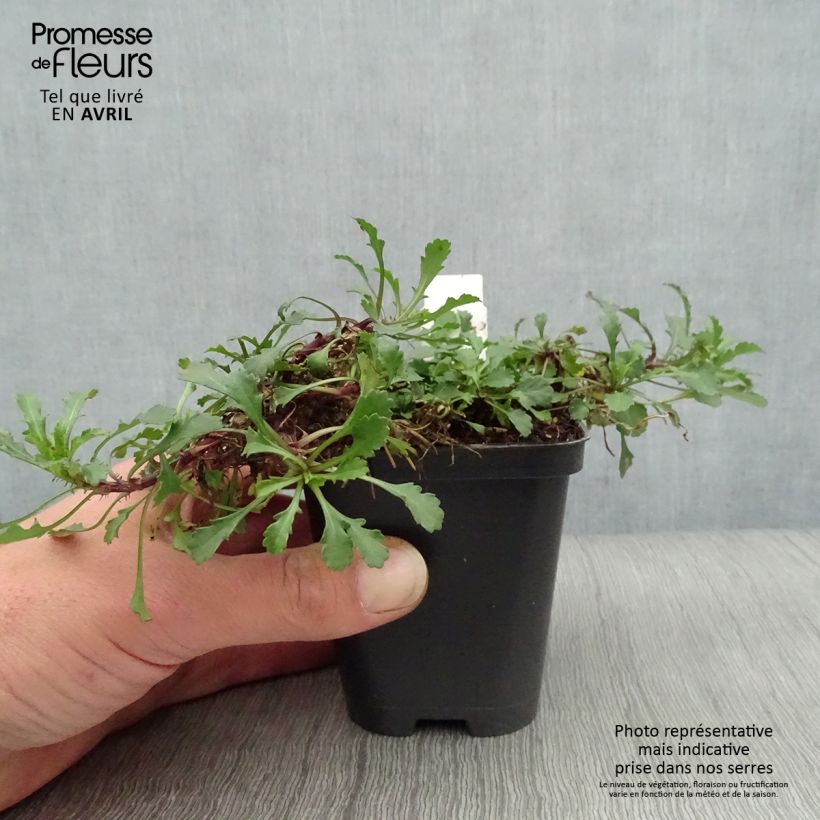 Leucanthemum vulgare Maikonigin - Margarita mayor Maceta de 8/9 cm Ejemplar entregado en la primavera