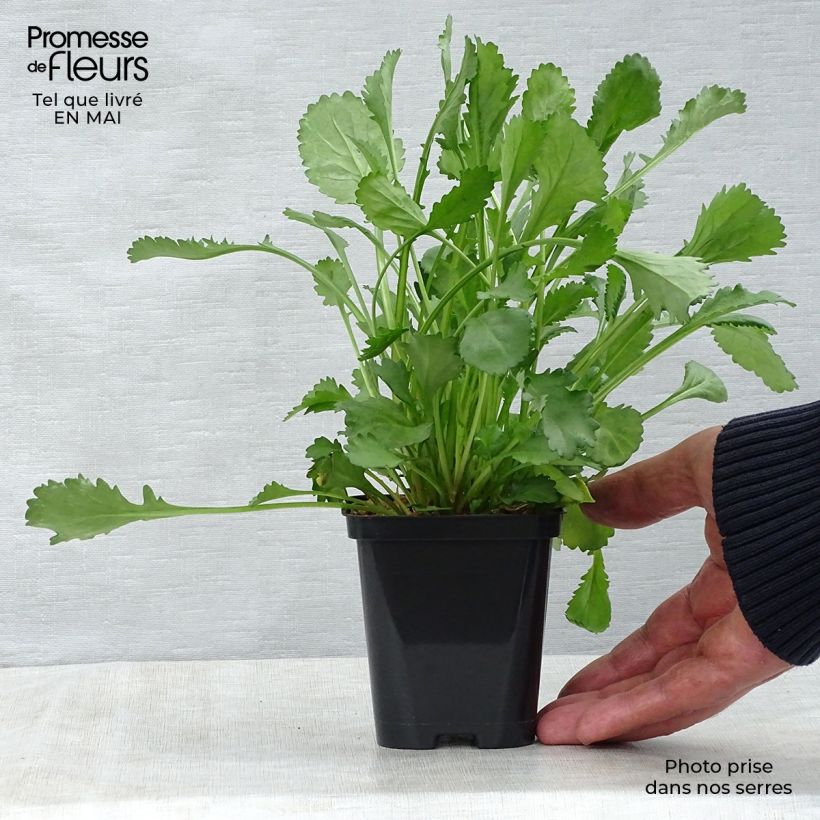 Leucanthemum vulgare - Margarita mayor Maceta de 8/9 cm Ejemplar entregado en la primavera