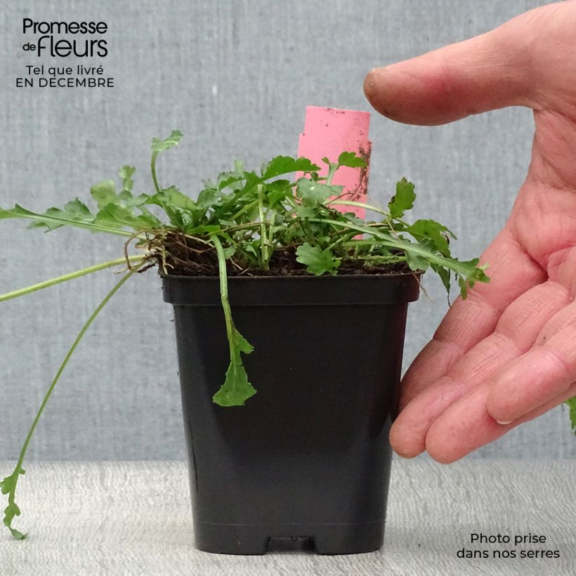 Leucanthemum vulgare - Margarita mayor Maceta de 8/9 cm Ejemplar entregado en invierno