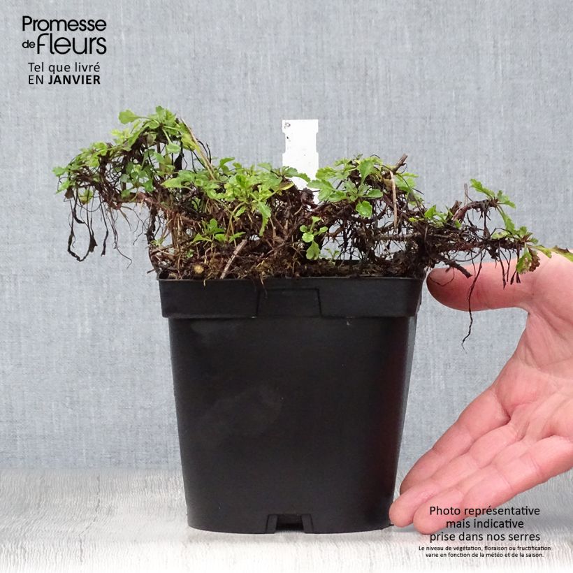 Leucanthemum vulgare - Margarita mayor Maceta 2L/3L Ejemplar entregado en invierno