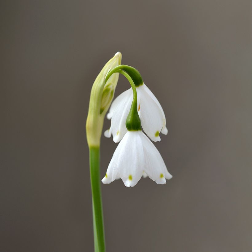 Leucojum aestivum Bridesmaid - Campanillas de primavera (Floración)