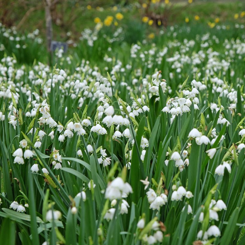 Leucojum aestivum Bridesmaid - Campanillas de primavera (Porte)