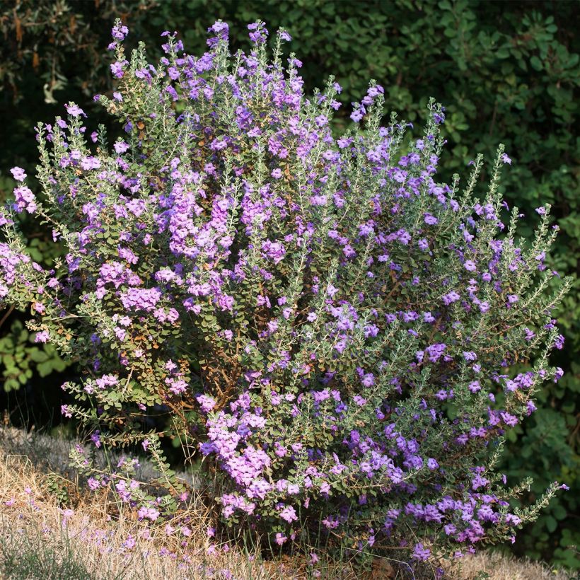 Leucophyllum langmaniae - Cenizo (Porte)