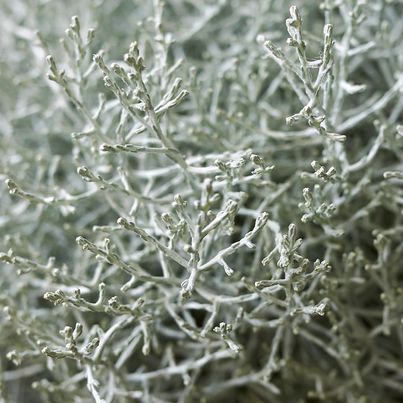 Leucophyta brownii - Planta del cojín plateado (Follaje)