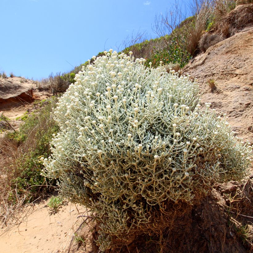 Leucophyta brownii - Planta del cojín plateado (Porte)
