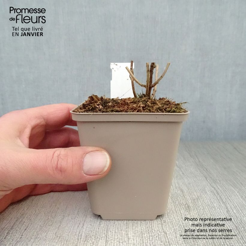 Leucosceptrum Golden Angel - Leucosceptrum japonicum Maceta de 8/9 cm Ejemplar entregado en invierno