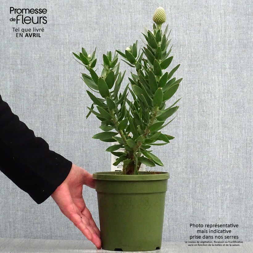 Leucospermum Yellow Carnival Maceta 2L/3L Ejemplar entregado en la primavera