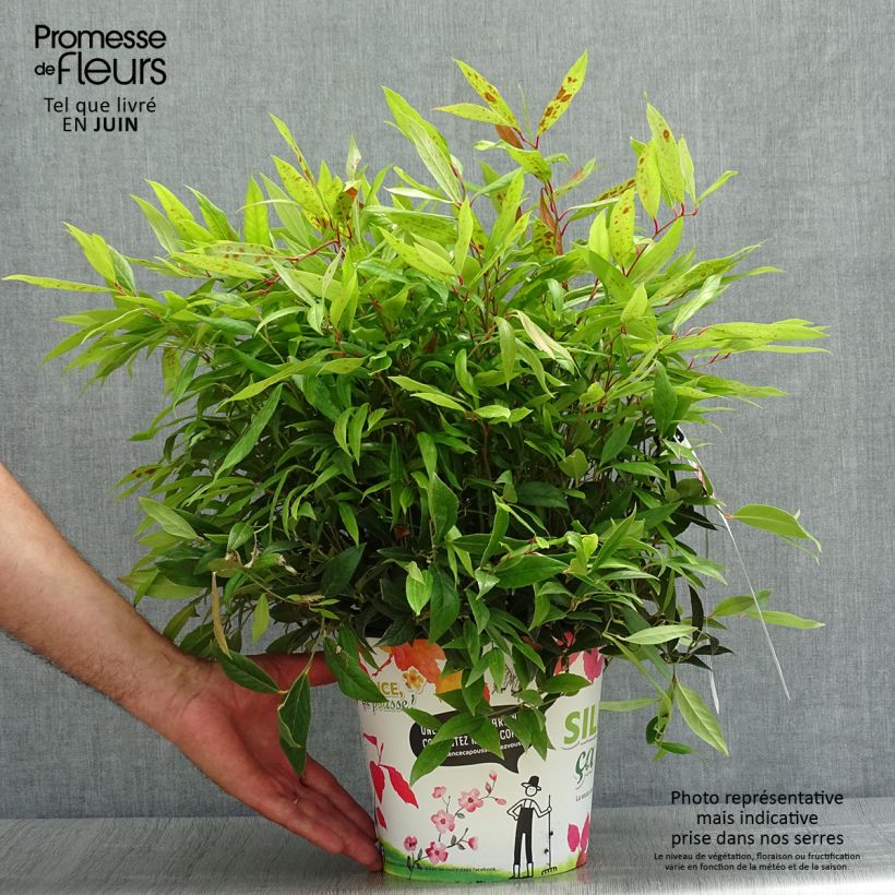 Ejemplar de Leucothoe axillaris Red Lips Maceta 4L/5L entregado en verano