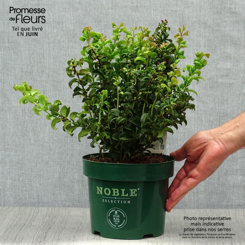 Ejemplar de Leucothoe axillaris Twisting Red Maceta 3L/4L entregado en verano