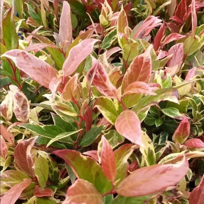 Leucothoe fontanesiana Color Diamond (Follaje)