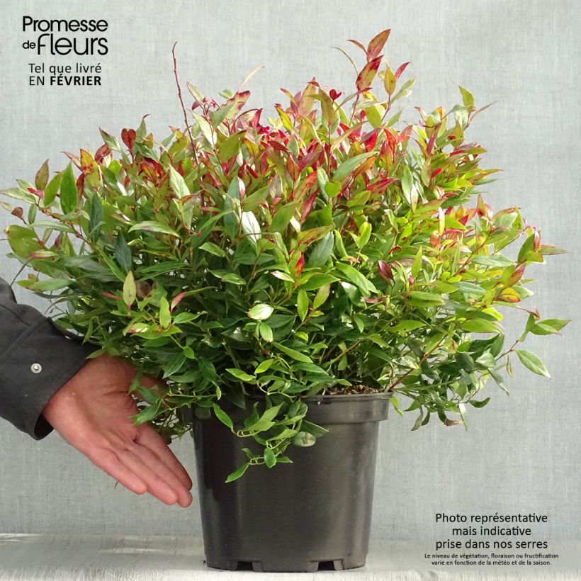 Leucothoe fontanesiana Little Flames Maceta 4L/5L Ejemplar entregado en invierno