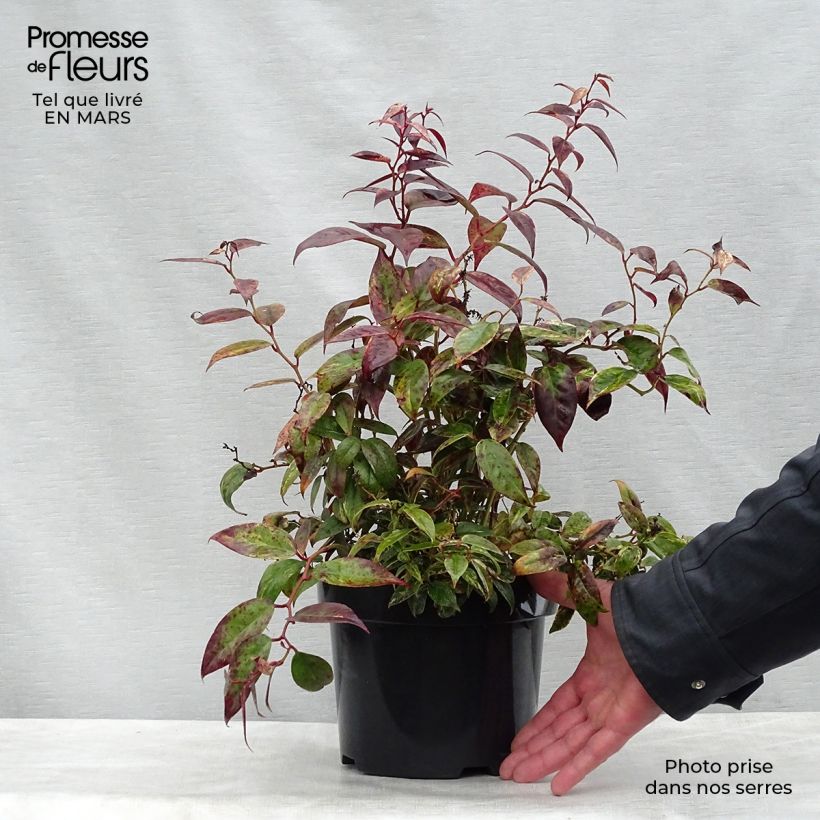 Leucothoe fontanesiana Makijaz Maceta 3L/4L Ejemplar entregado en la primavera