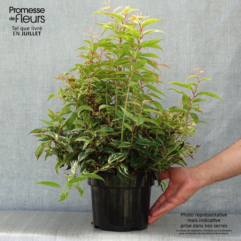Ejemplar de Leucothoe fontanesiana Makijaz Maceta 3L/4L entregado en verano